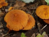 Pholiota granulosa image