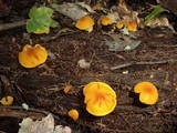 Pholiota granulosa image