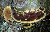 Phellinus gilvus image