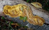 Phellinus gilvus image