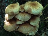 Pholiota squarrosoides image