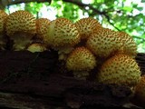 Pholiota squarrosoides image