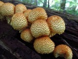 Pholiota squarrosoides image