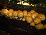 Pholiota squarrosoides image