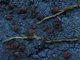 Fuscopannaria pacifica image