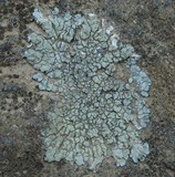 Lecanora muralis image