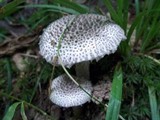 Amanita onusta image