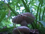 Amanita onusta image