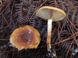 Pholiota velaglutinosa image