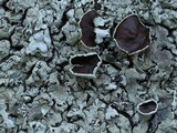Xanthoparmelia cumberlandia image