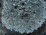 Xanthoparmelia cumberlandia image
