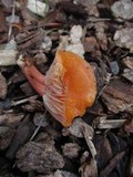 Hygrocybe laeta var. laeta image