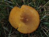 Tricholomopsis decora image