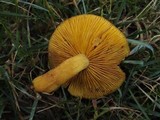 Tricholomopsis decora image