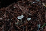 Clitocybe fragrans image