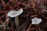 Clitocybe fragrans image