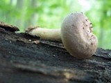 Lactarius cinereus image