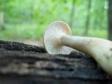 Lactarius cinereus image