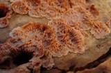 Phlebia radiata image