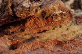 Phlebia radiata image