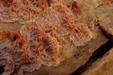 Phlebia radiata image