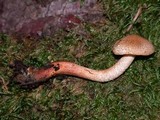 Tricholoma aurantio-olivaceum image