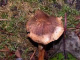 Tricholoma aurantio-olivaceum image