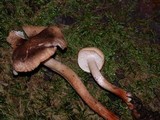 Tricholoma aurantio-olivaceum image