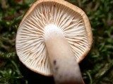 Tricholoma aurantio-olivaceum image