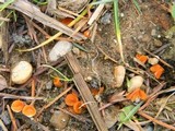 Melastiza chateri image