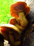 Gymnopilus luteus image