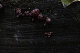 Ascocoryne sarcoides image