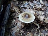 Amanita brunnescens image