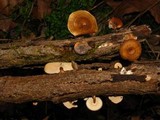 Polyporus brumalis image