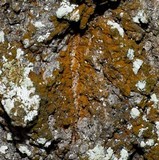 Caloplaca epiphora image