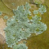 Physcia atrostriata image