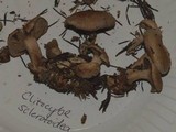 Clitocybe sclerotoidea image