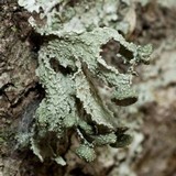 Ramalina complanata image