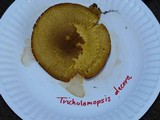 Tricholomopsis decora image