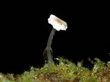 Roridomyces roridus image