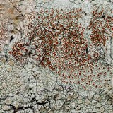 Haematomma persoonii image