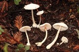 Volvariella hypopithys image