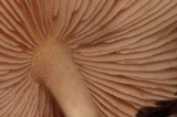 Volvariella hypopithys image