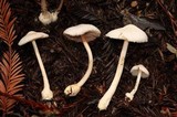 Volvariella hypopithys image