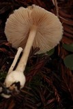 Volvariella hypopithys image
