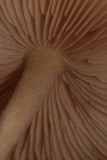Volvariella hypopithys image