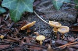 Conocybe rugosa image