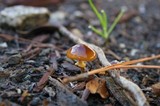 Conocybe rugosa image