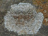 Lecanora muralis image