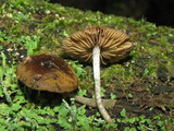 Bolbitius viscosus image